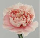 Vollsortiment - Nelken, ROSA, 10 Stück
